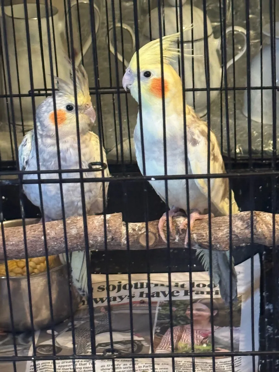Cockatiels & Indian ringneck parrot - Image 4