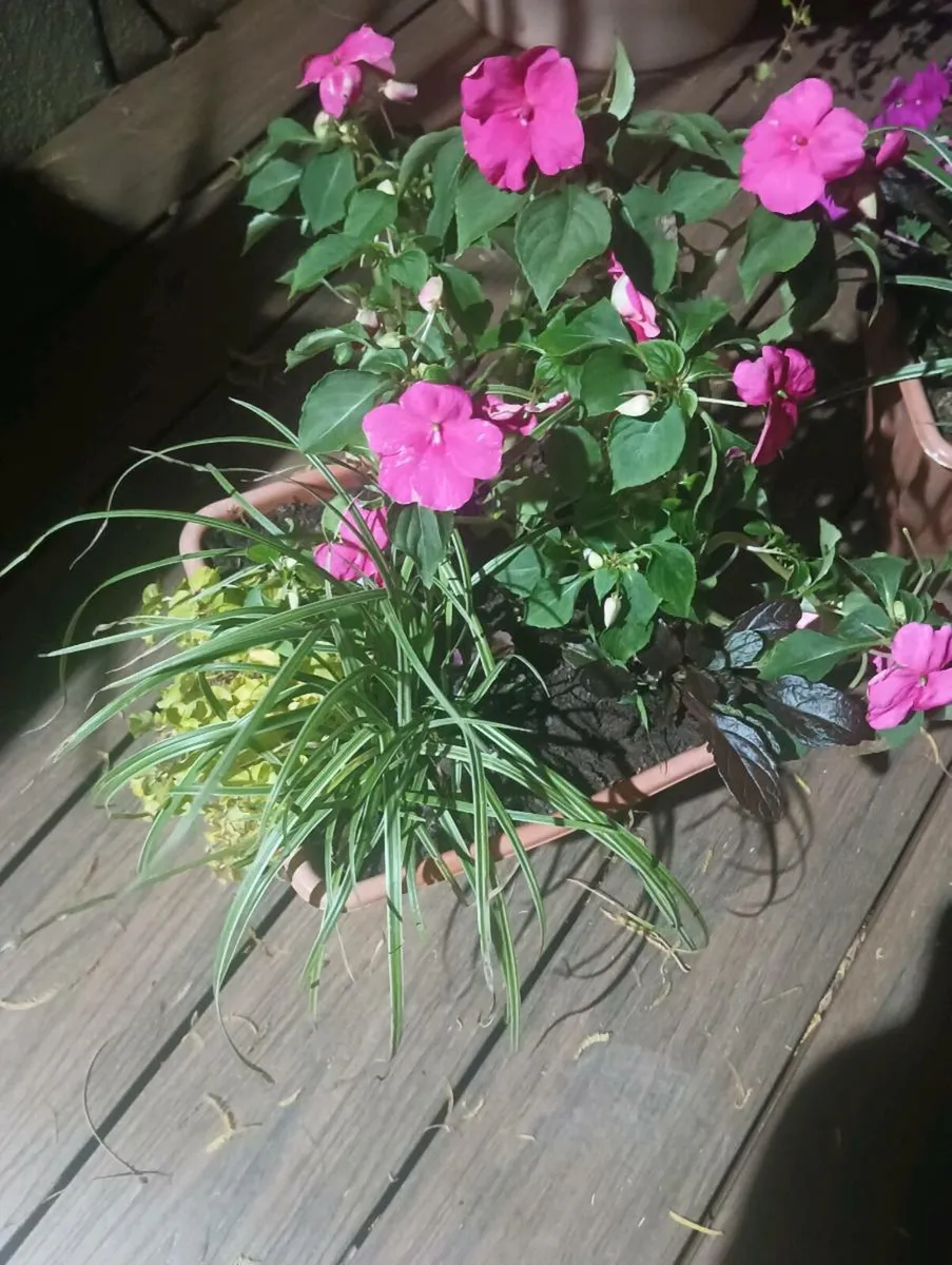 Lovely fresh made pots - Image 3