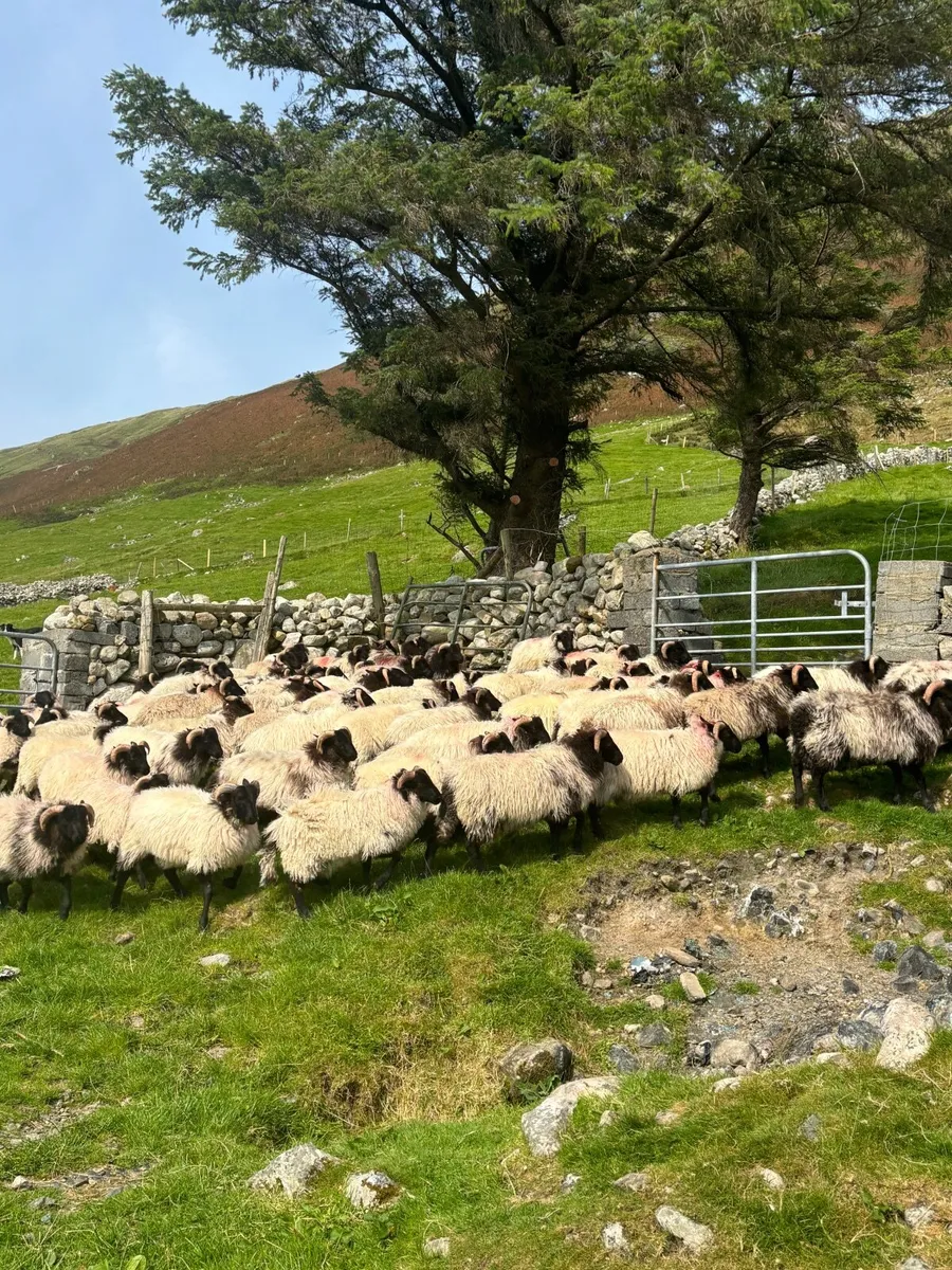 70 Ram Lambs - Image 1