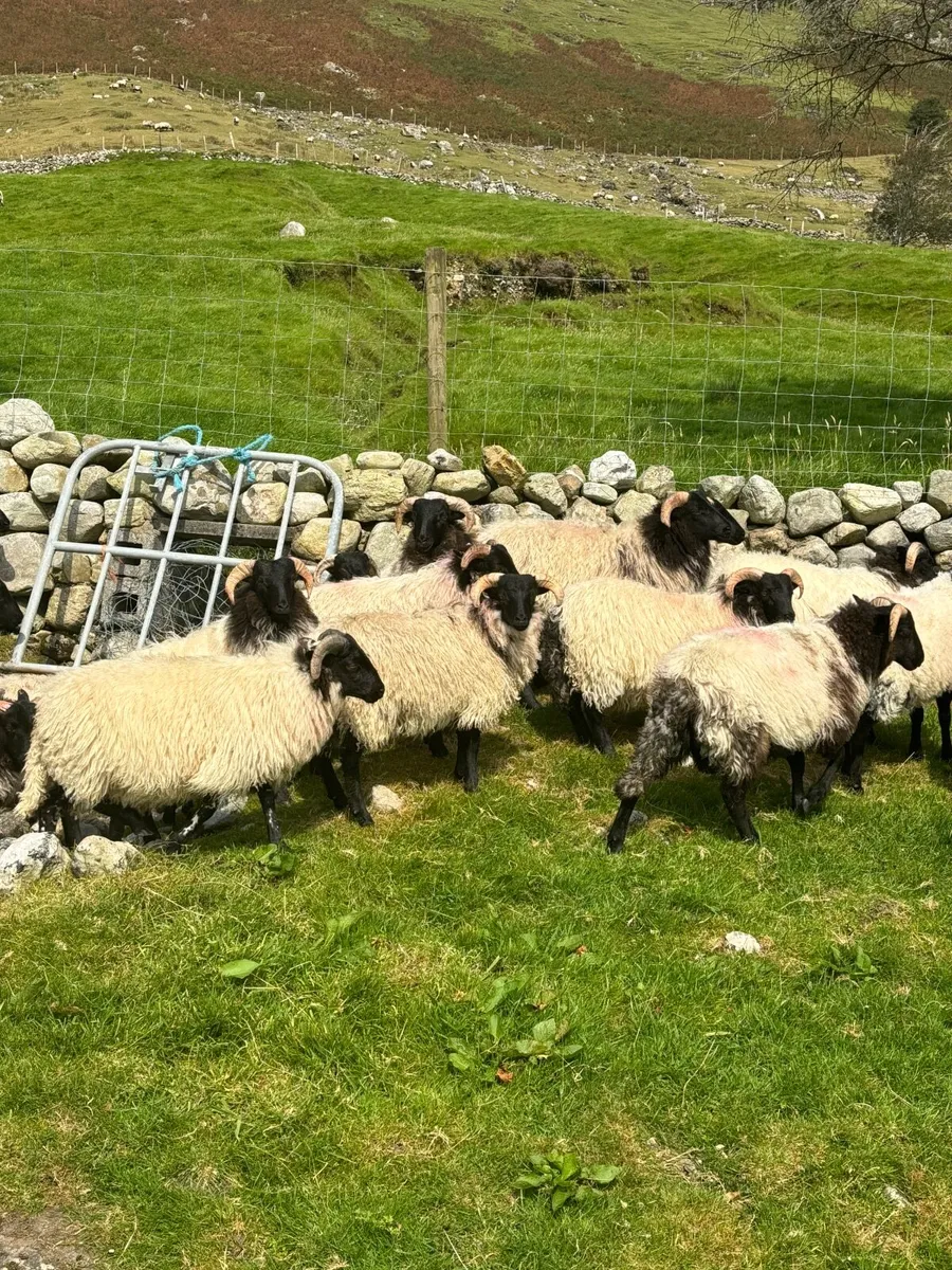 70 Ram Lambs - Image 2