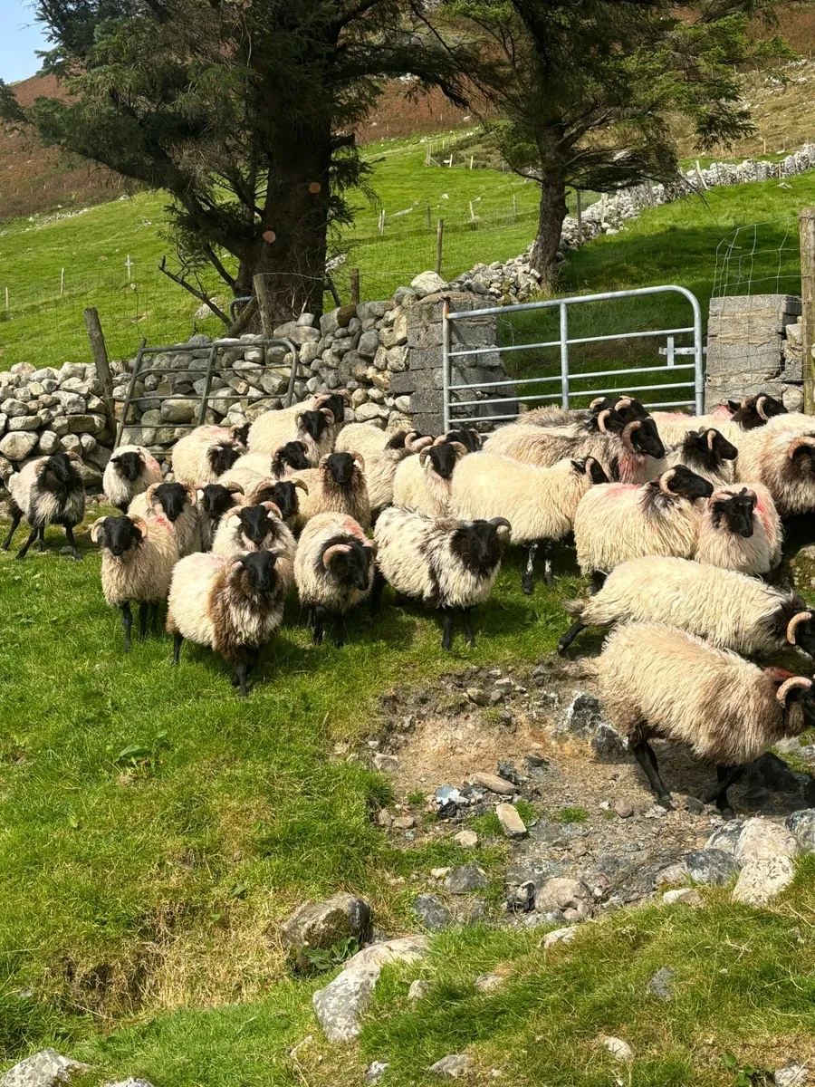 70 Ram Lambs - Image 3