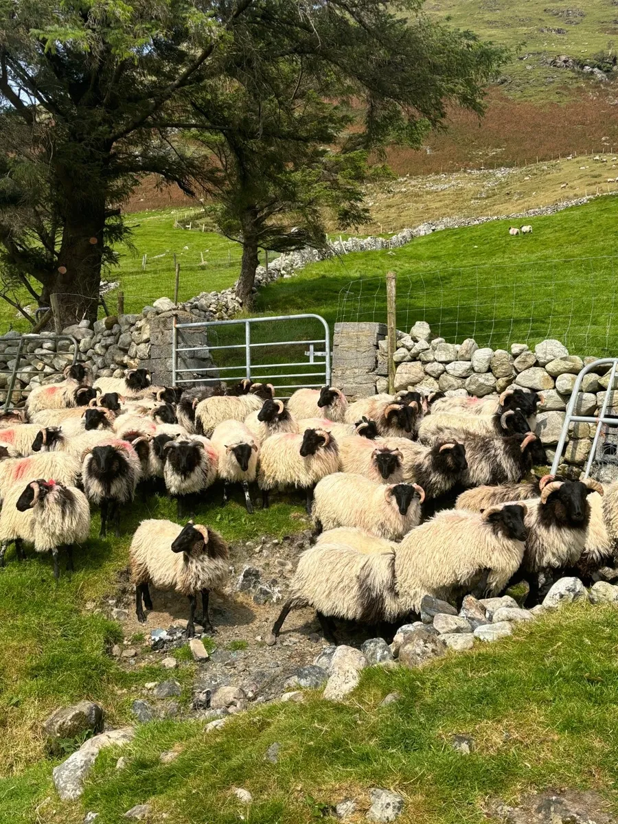 70 Ram Lambs - Image 4