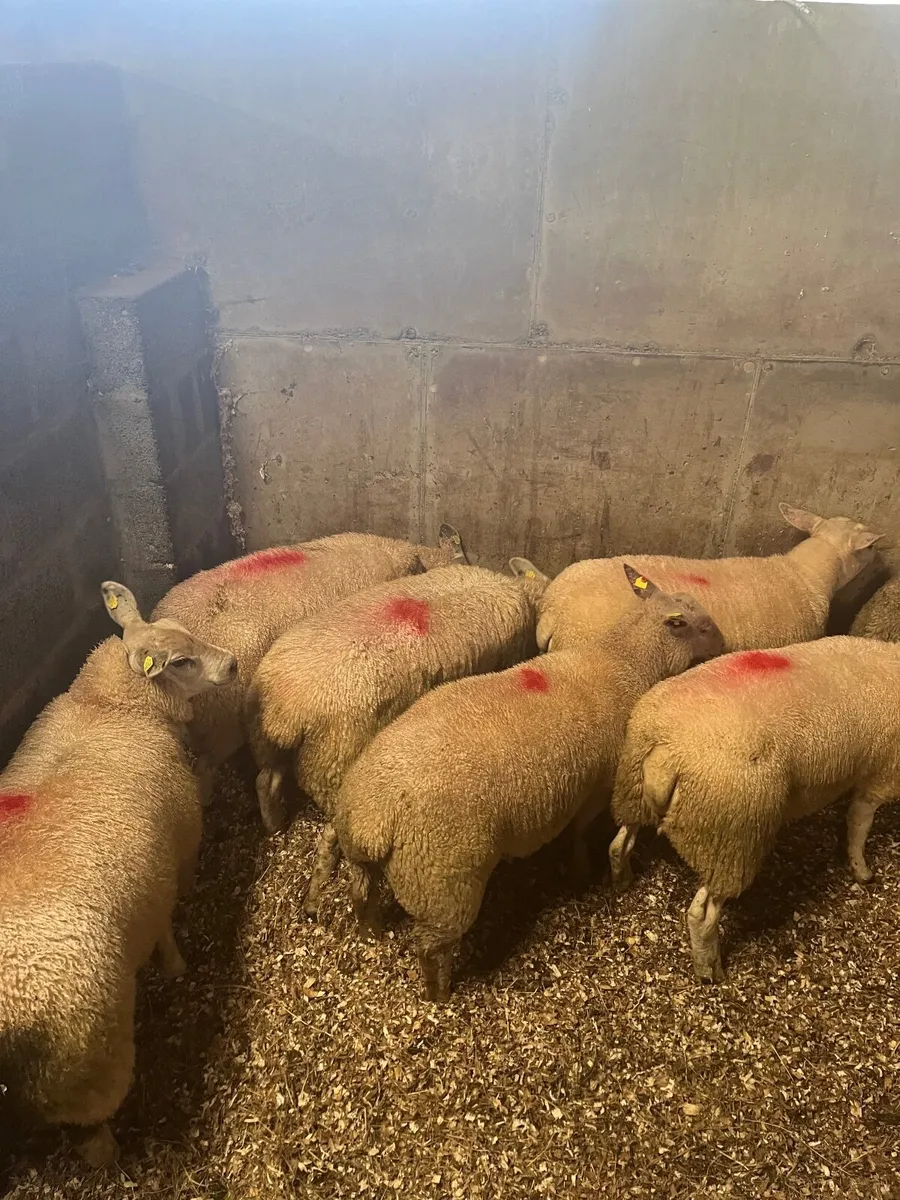 Ewe lambs - Image 1