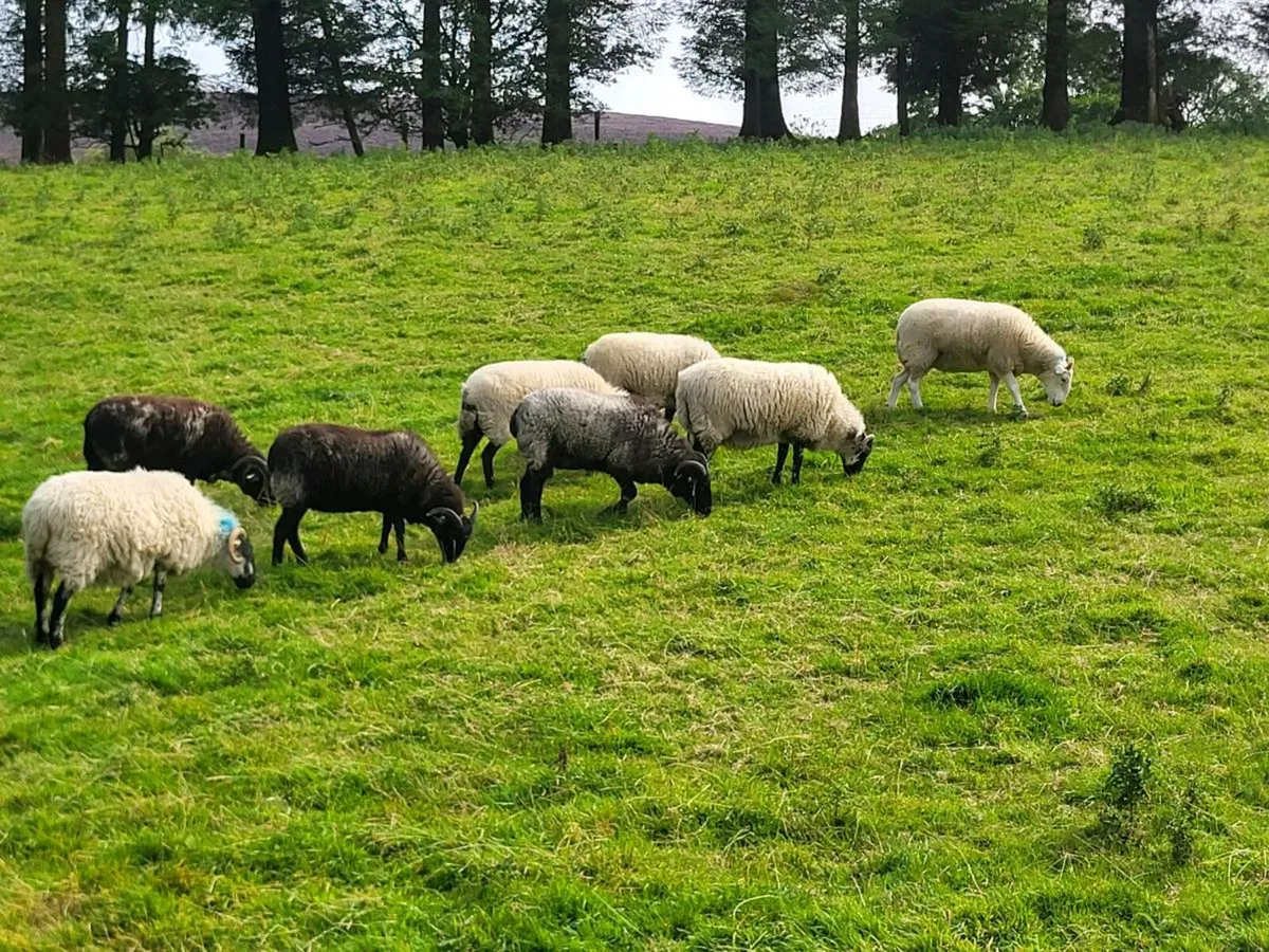 Sotch hoggets - Image 2