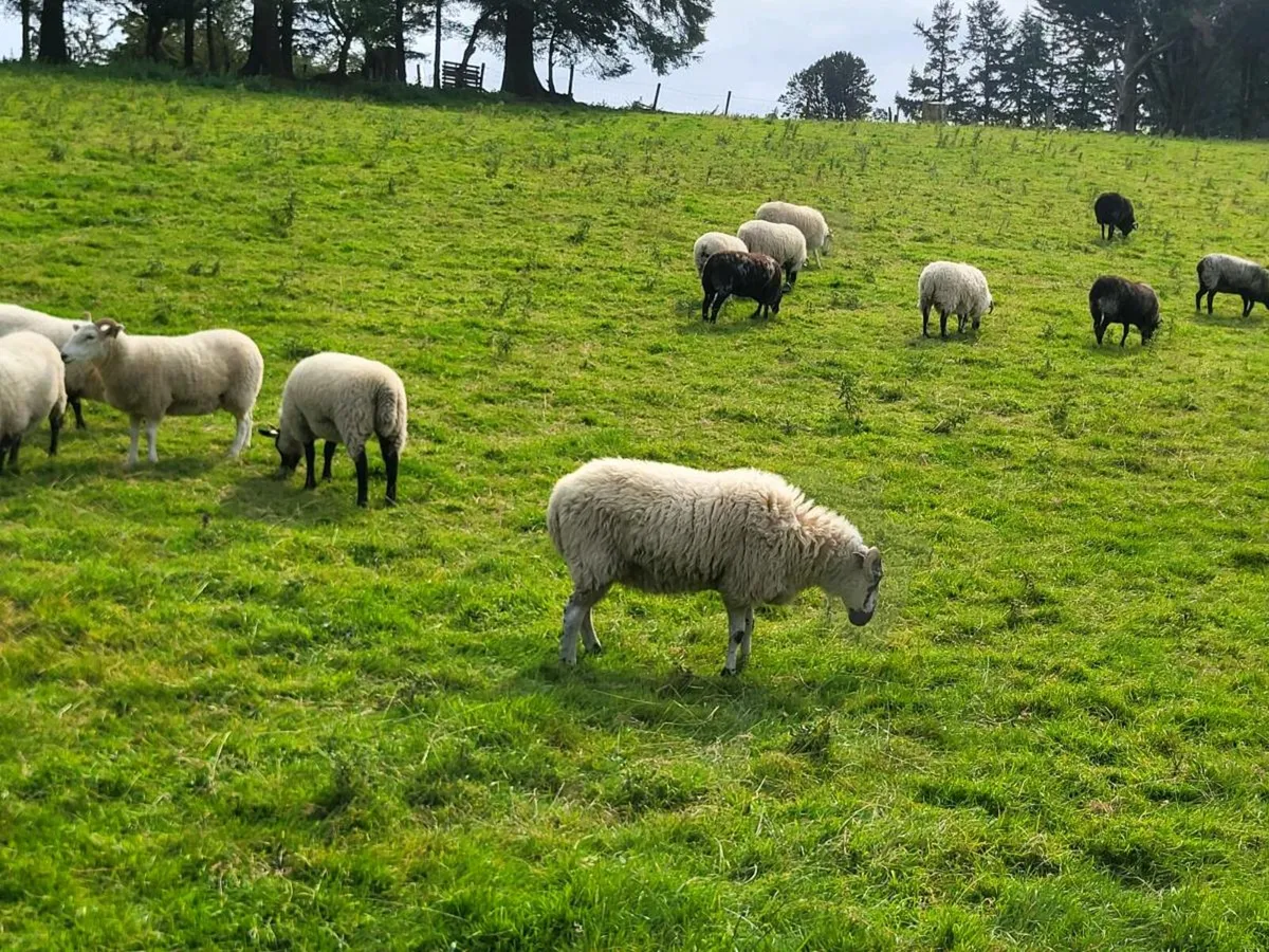 Sotch hoggets - Image 3