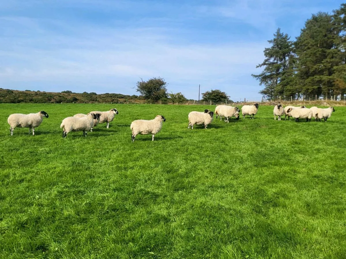 Sotch hoggets - Image 4