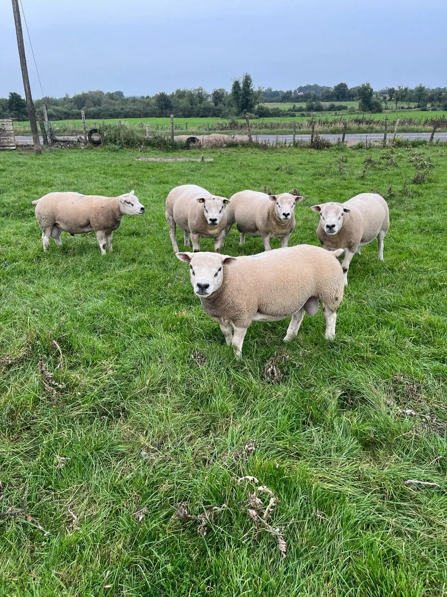 Texel rams - Image 1