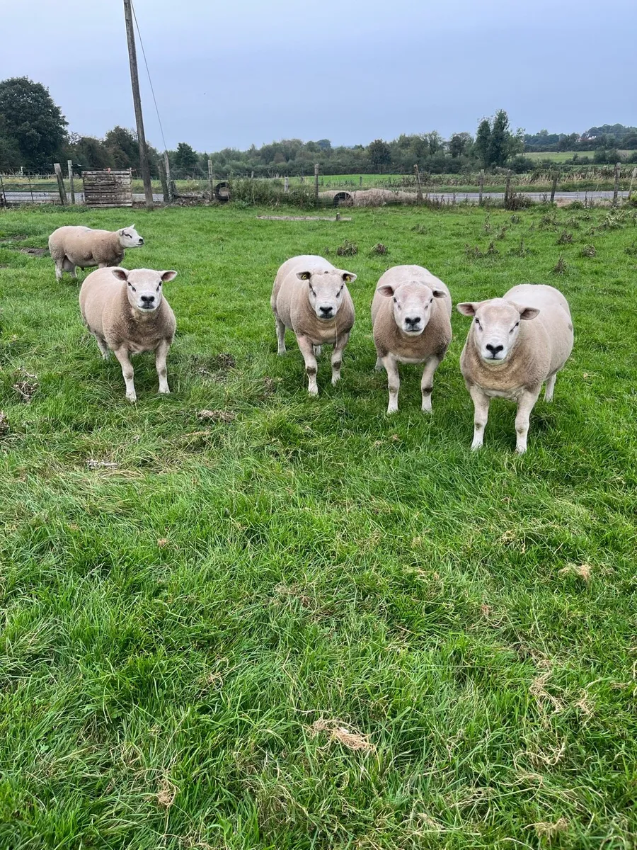 Texel rams - Image 2