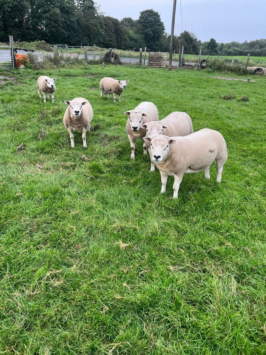 Texel rams - Image 3