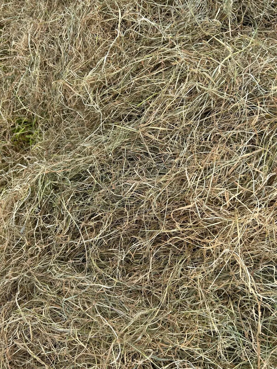 Round bales of Hayledge and hay - Image 1