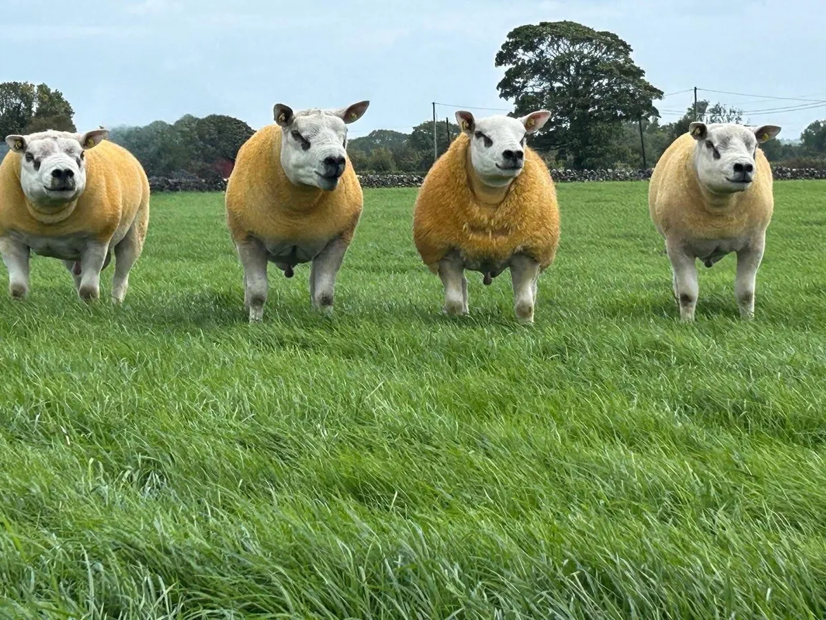 Pedigree Texel SIS Rams Roscommon - Image 1