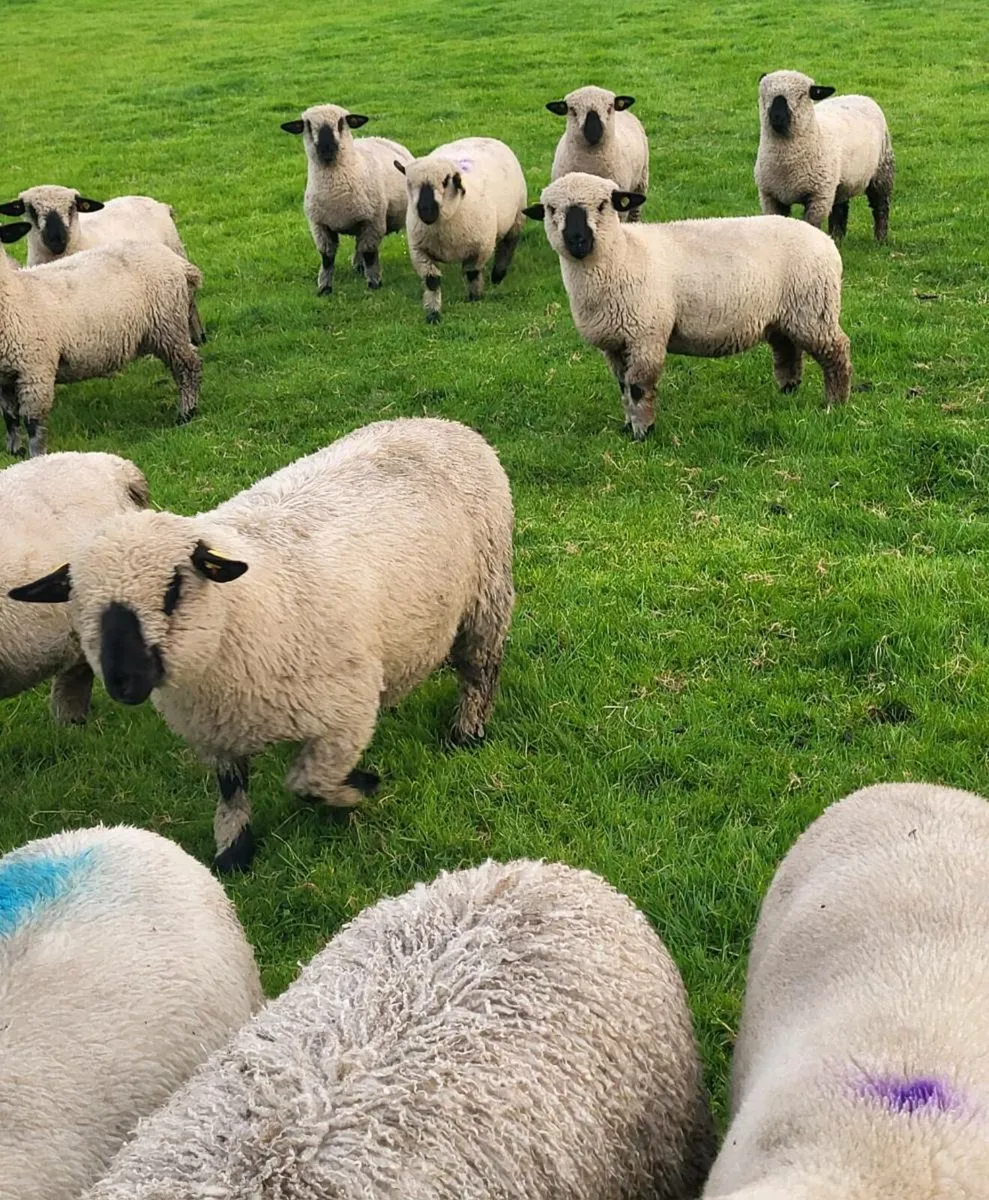 Pedigree Hampshire down ewe lambs - Image 3