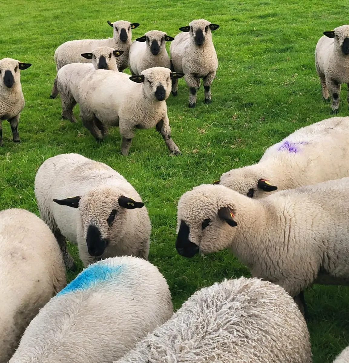 Pedigree Hampshire down ewe lambs - Image 4