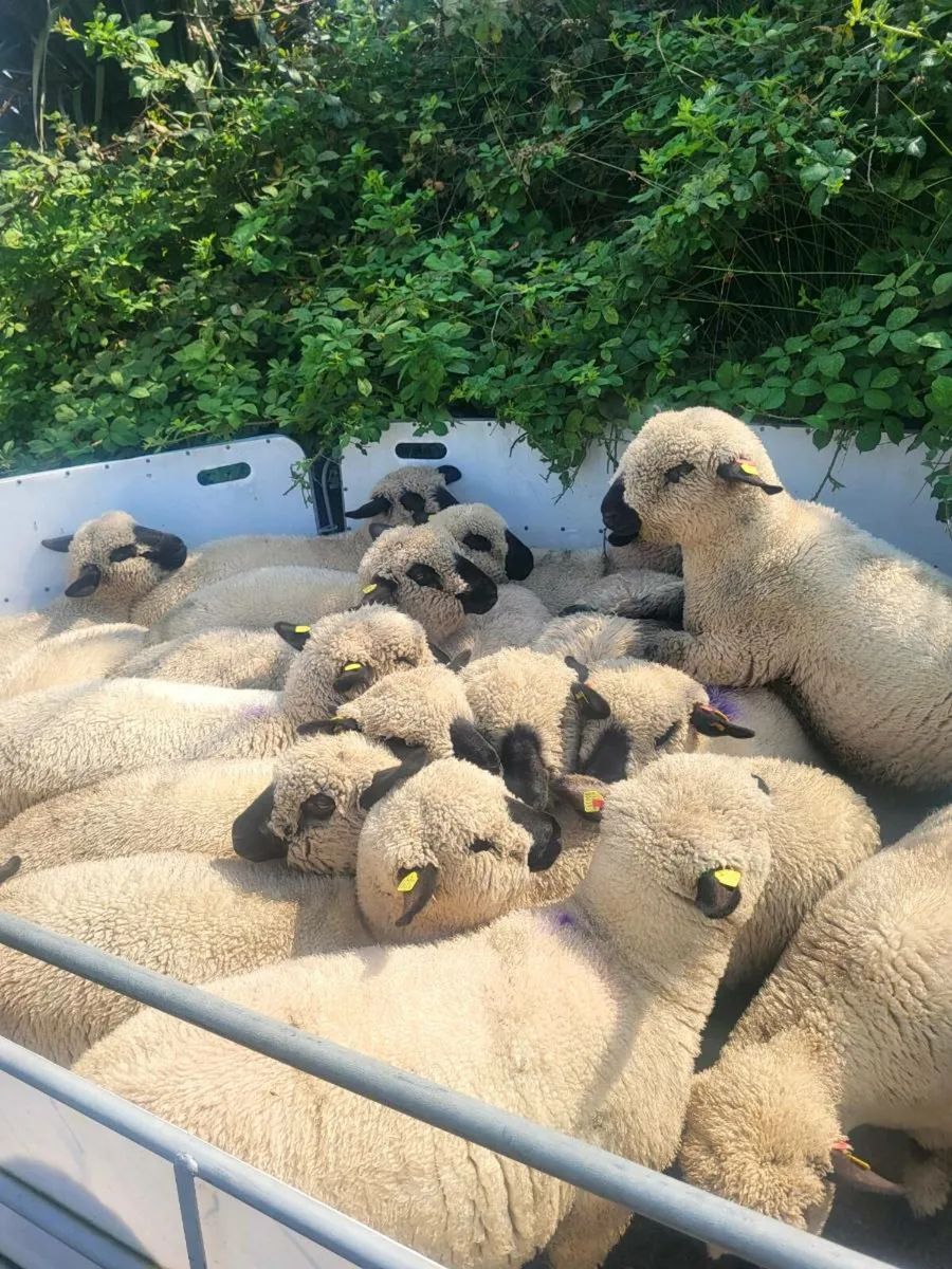 Pedigree Hampshire down ewe lambs - Image 1