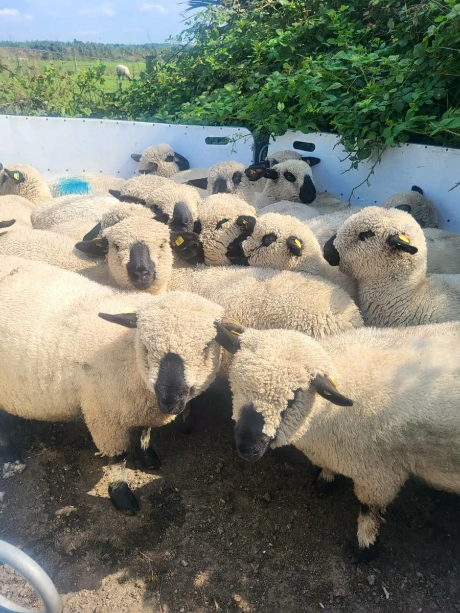 Pedigree Hampshire down ewe lambs - Image 1