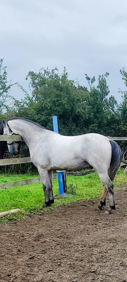 3 year old Connemara Gelding - Image 1