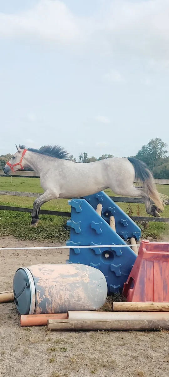 3 year old Connemara Gelding - Image 2