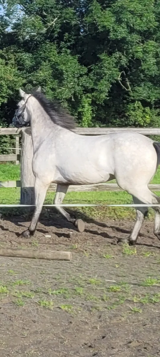 3 year old Connemara Gelding - Image 3