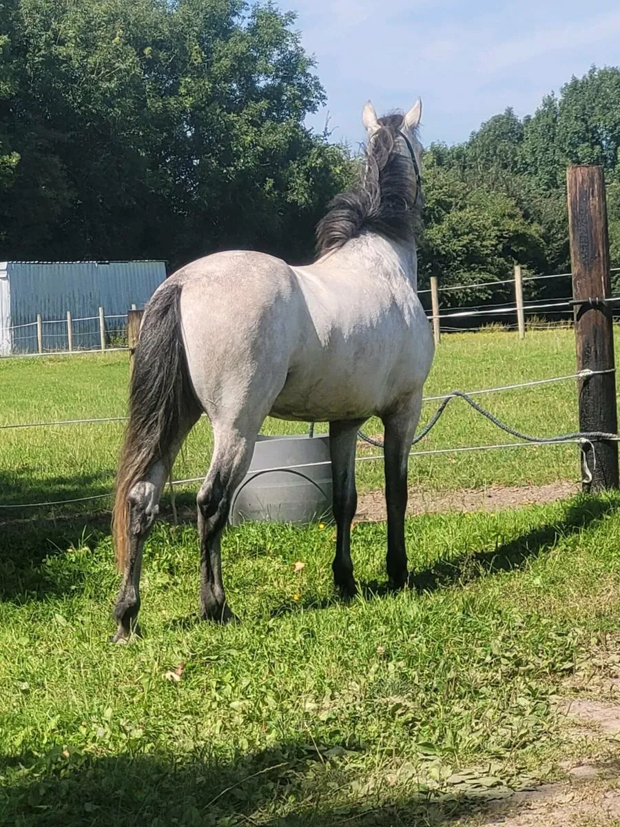 3 year old Connemara Gelding - Image 4