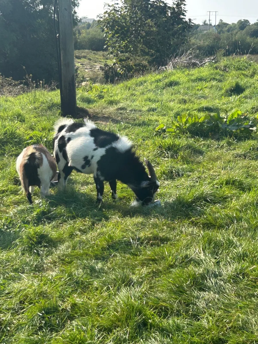 Goat, Pygmy cross, buck - Image 2