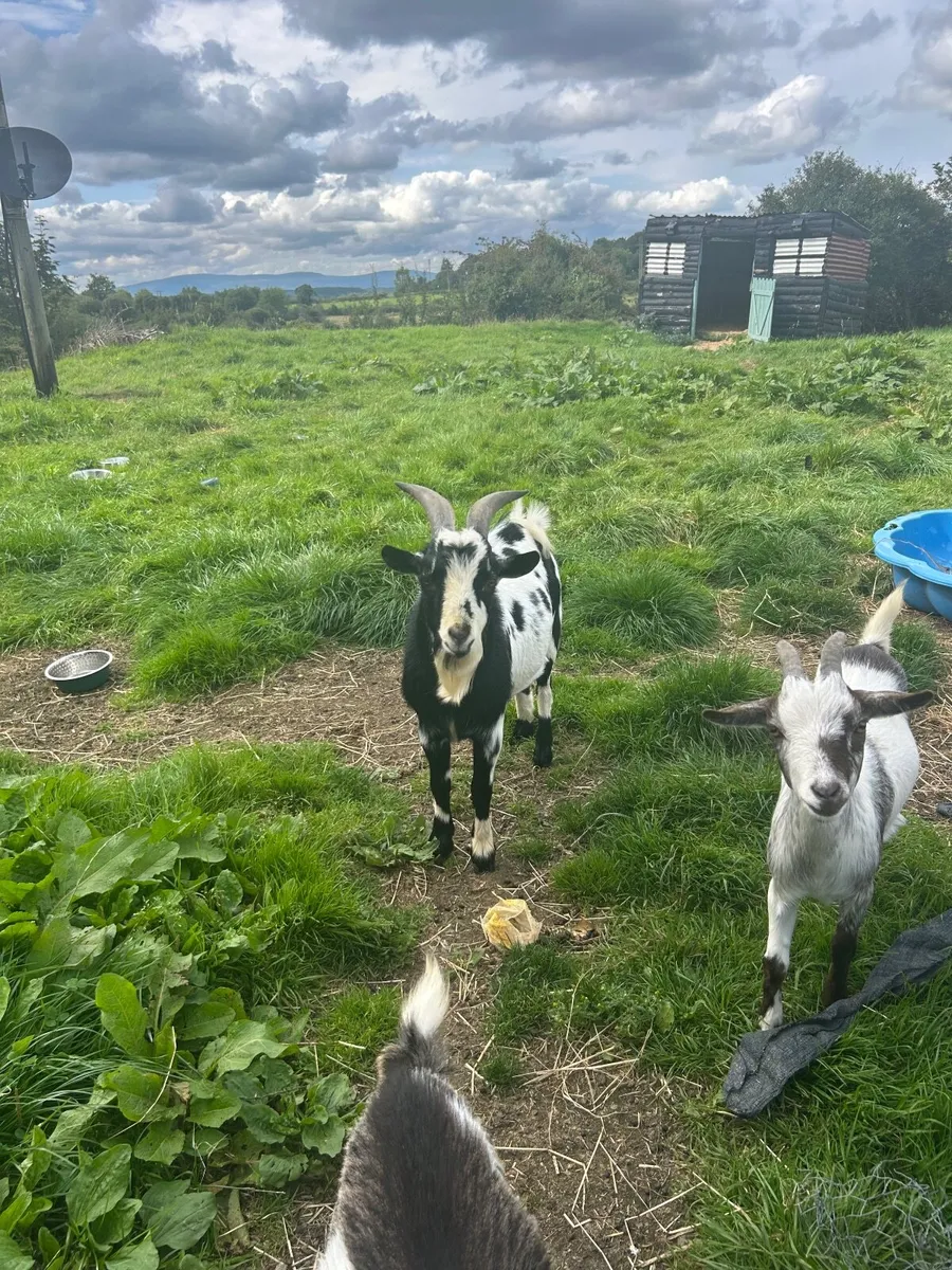 Goat, Pygmy cross, buck - Image 3