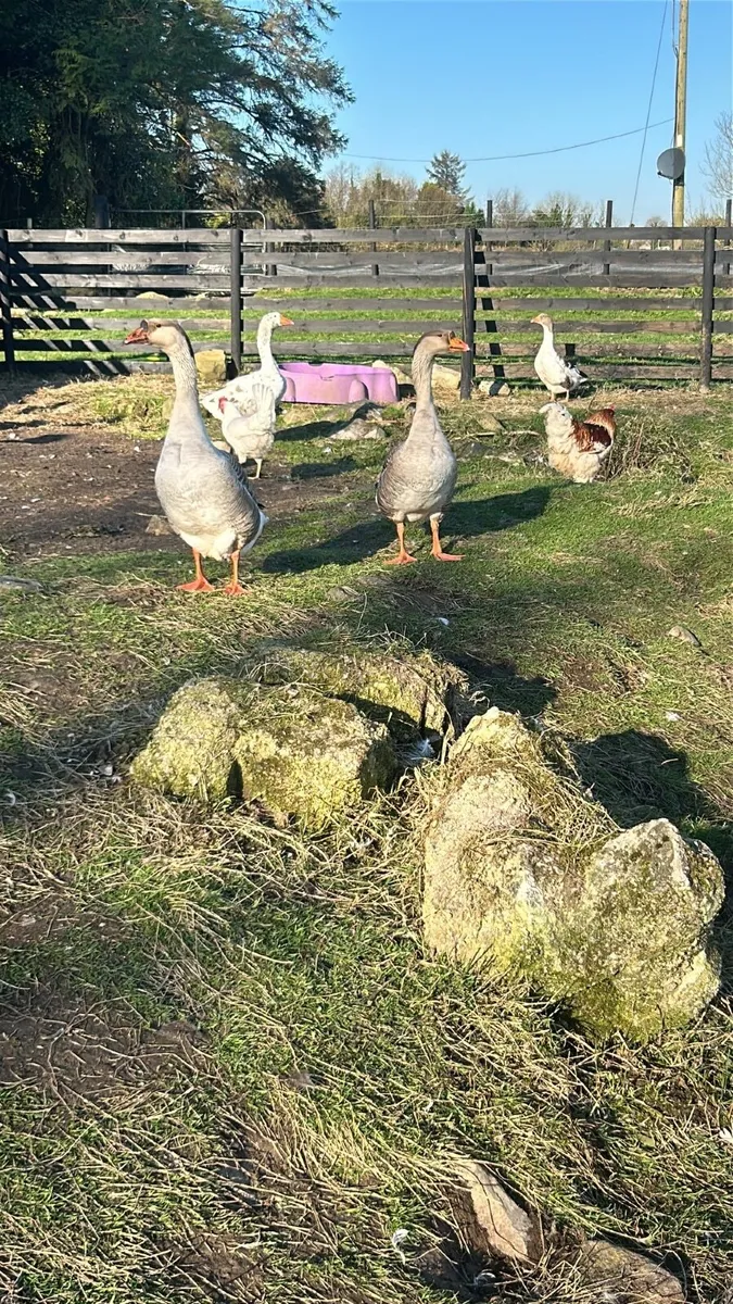 Geese - Chinese crosses - Image 1