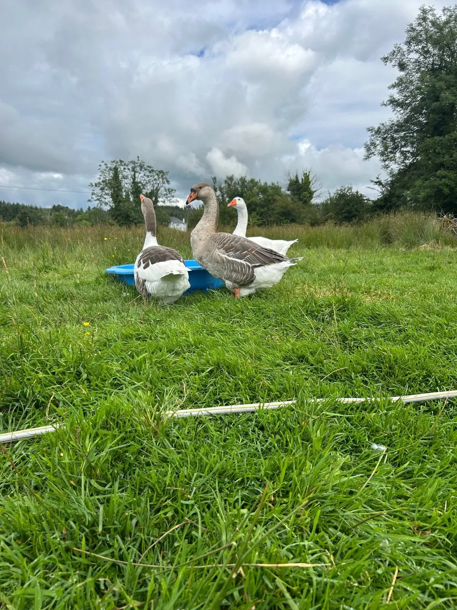 Geese - Chinese crosses - Image 3