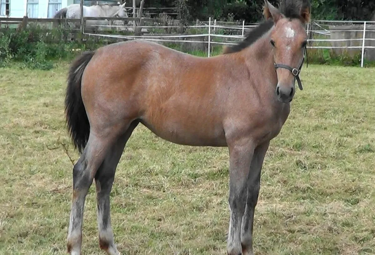 Filly foal by Ballylarkin Silver (RID) - Image 3