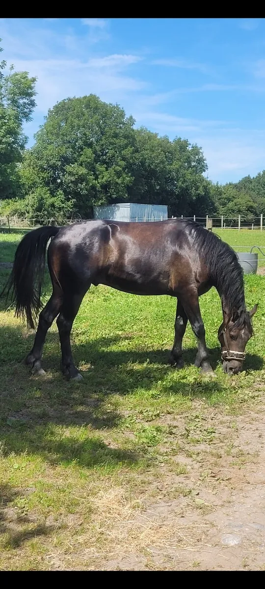 3 year old connemara Gelding - Image 1