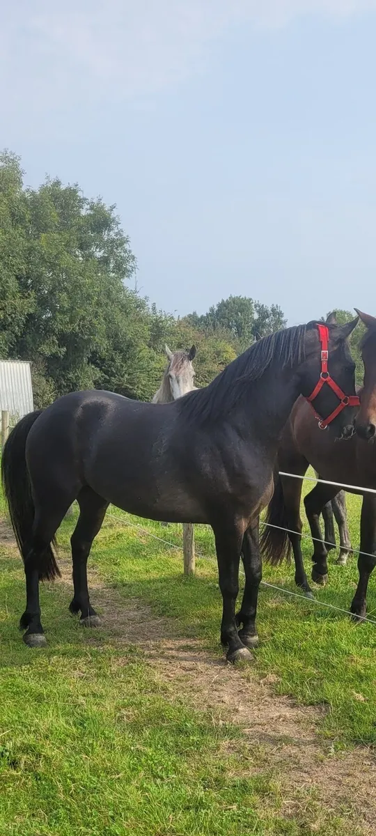 3 year old connemara Gelding - Image 2