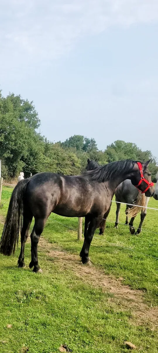 3 year old connemara Gelding - Image 3
