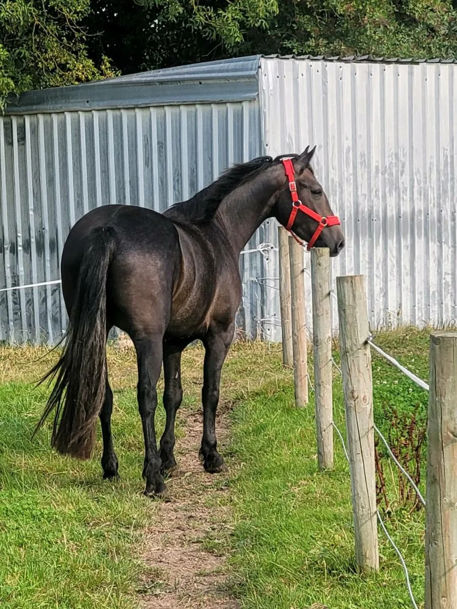 3 year old connemara Gelding - Image 4