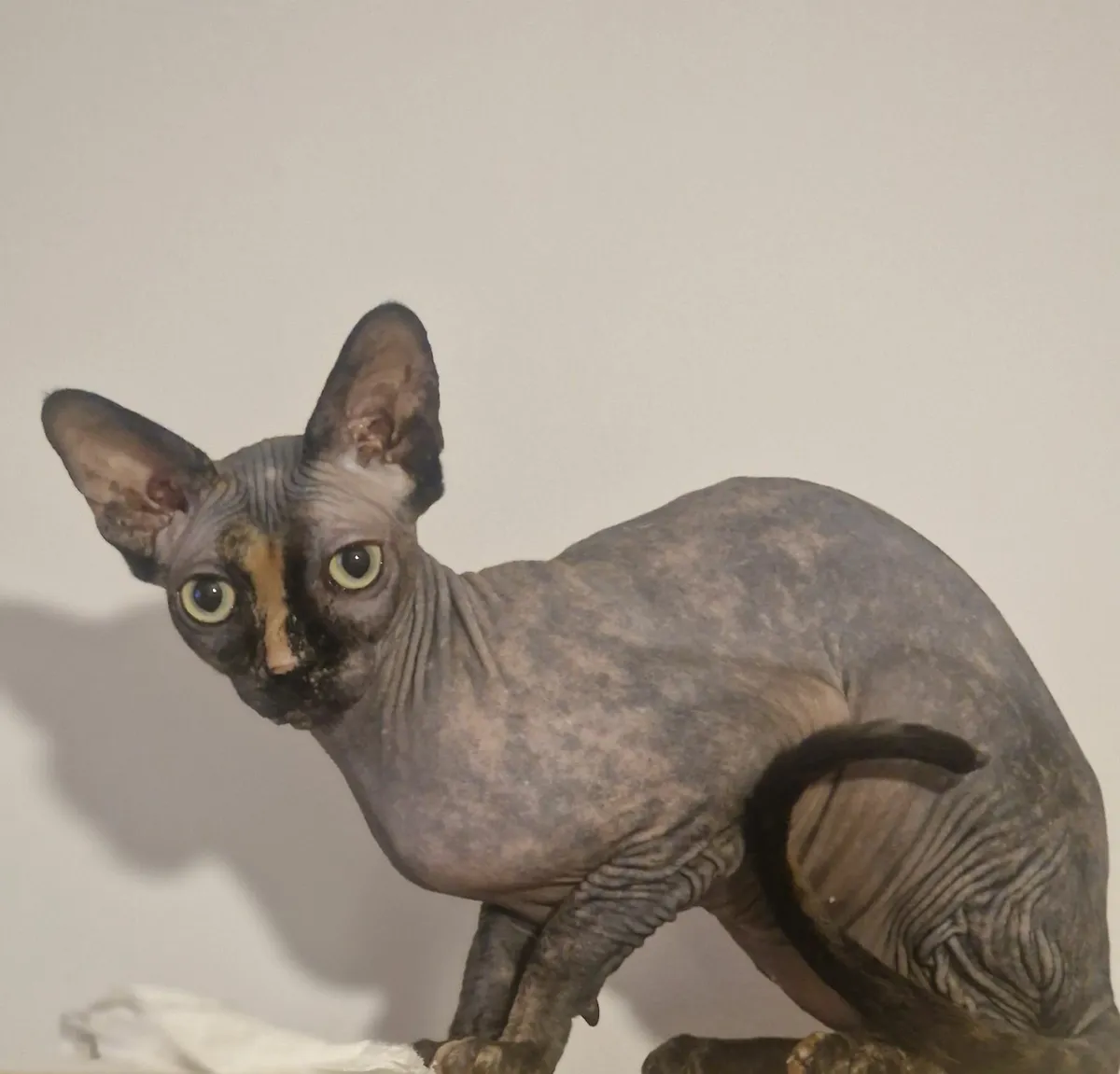 Sphynx famale - Image 2