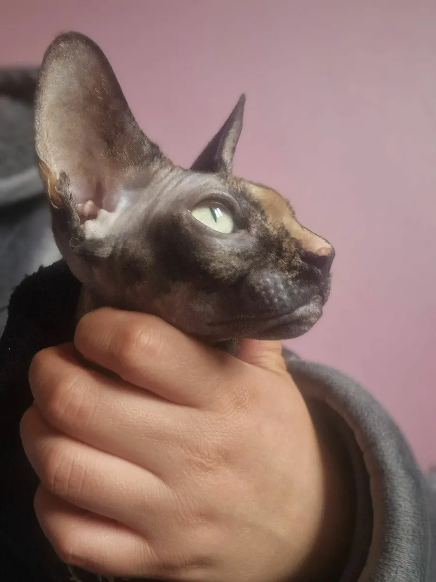 Sphynx famale - Image 3