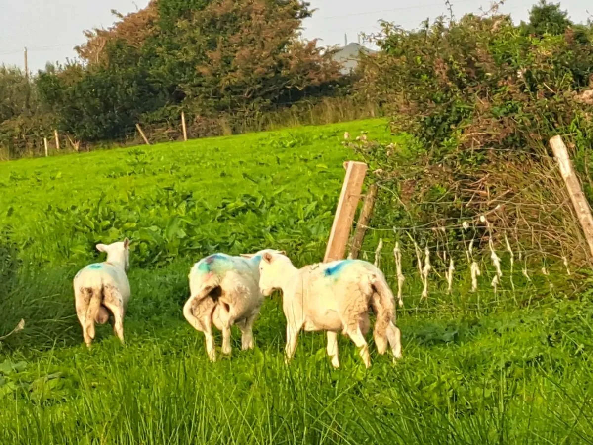 Easycare purebred ram lambs - Image 4