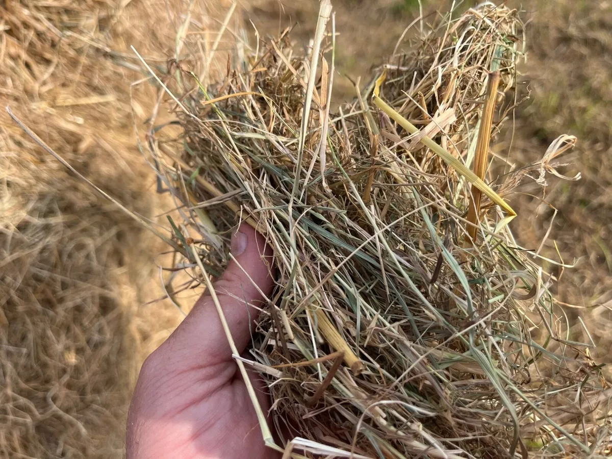 Hay - Image 3