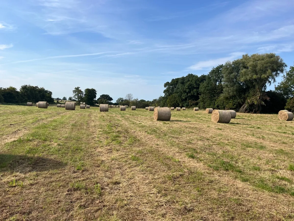 Hay - Image 4