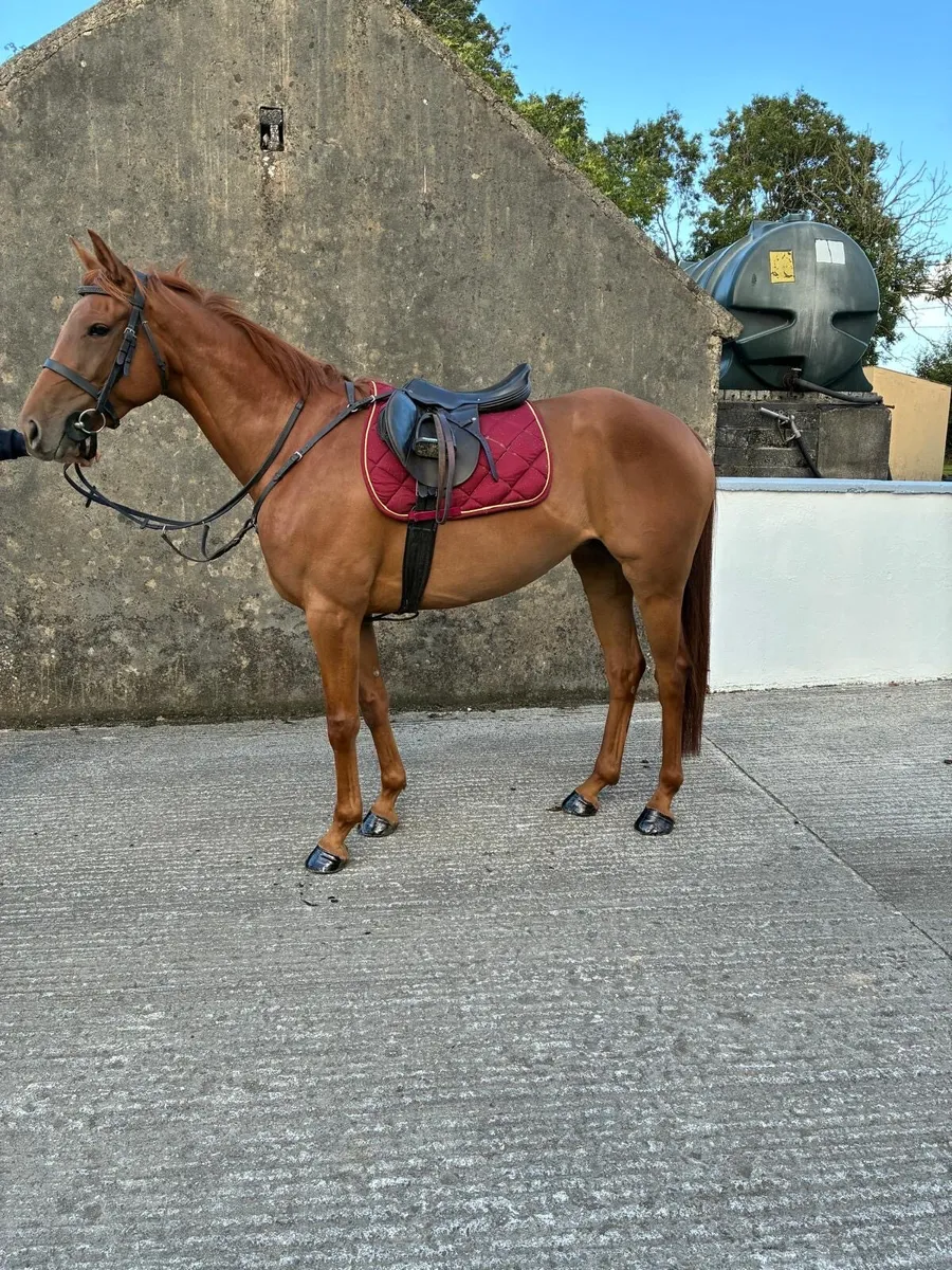 5 Year Old - Image 1