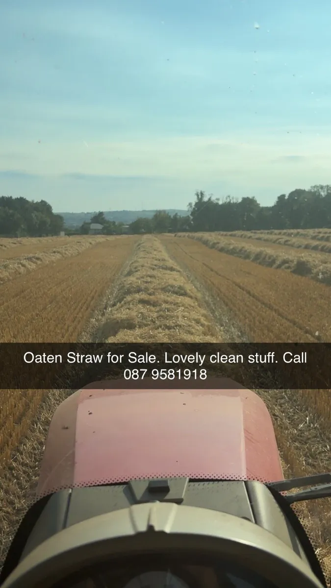 Oaten Straw - Image 2