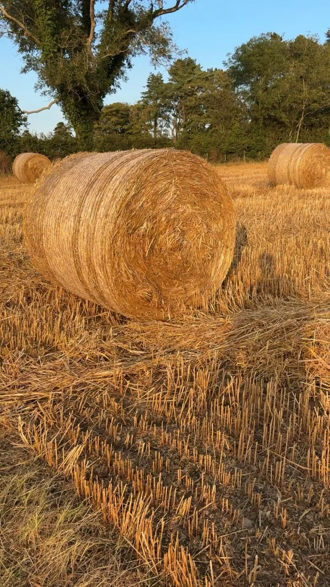 Oaten Straw - Image 1