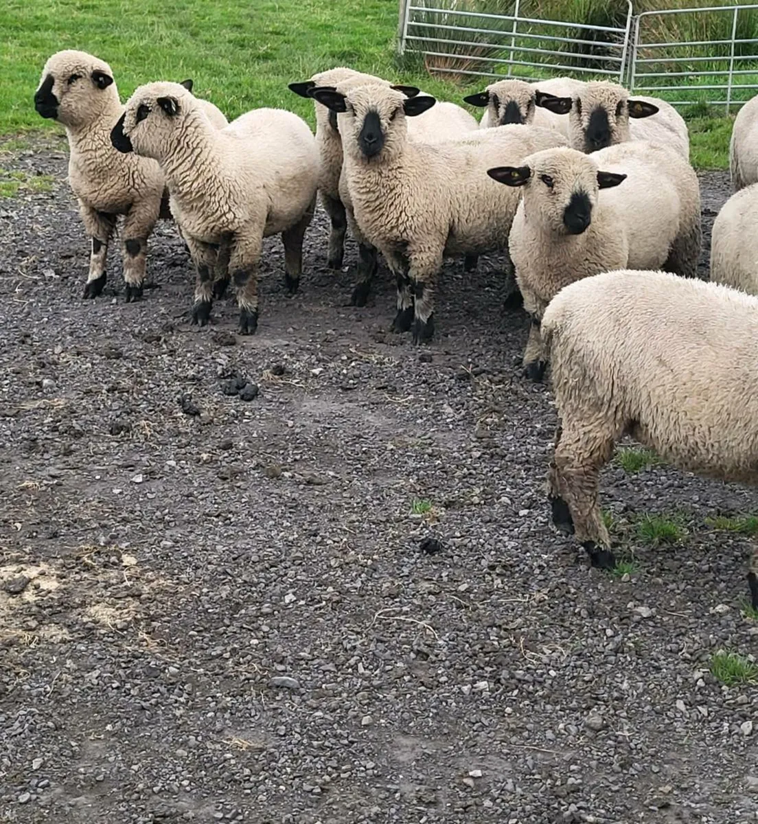 Pedigree Hampshire down ewe lambs - Image 2