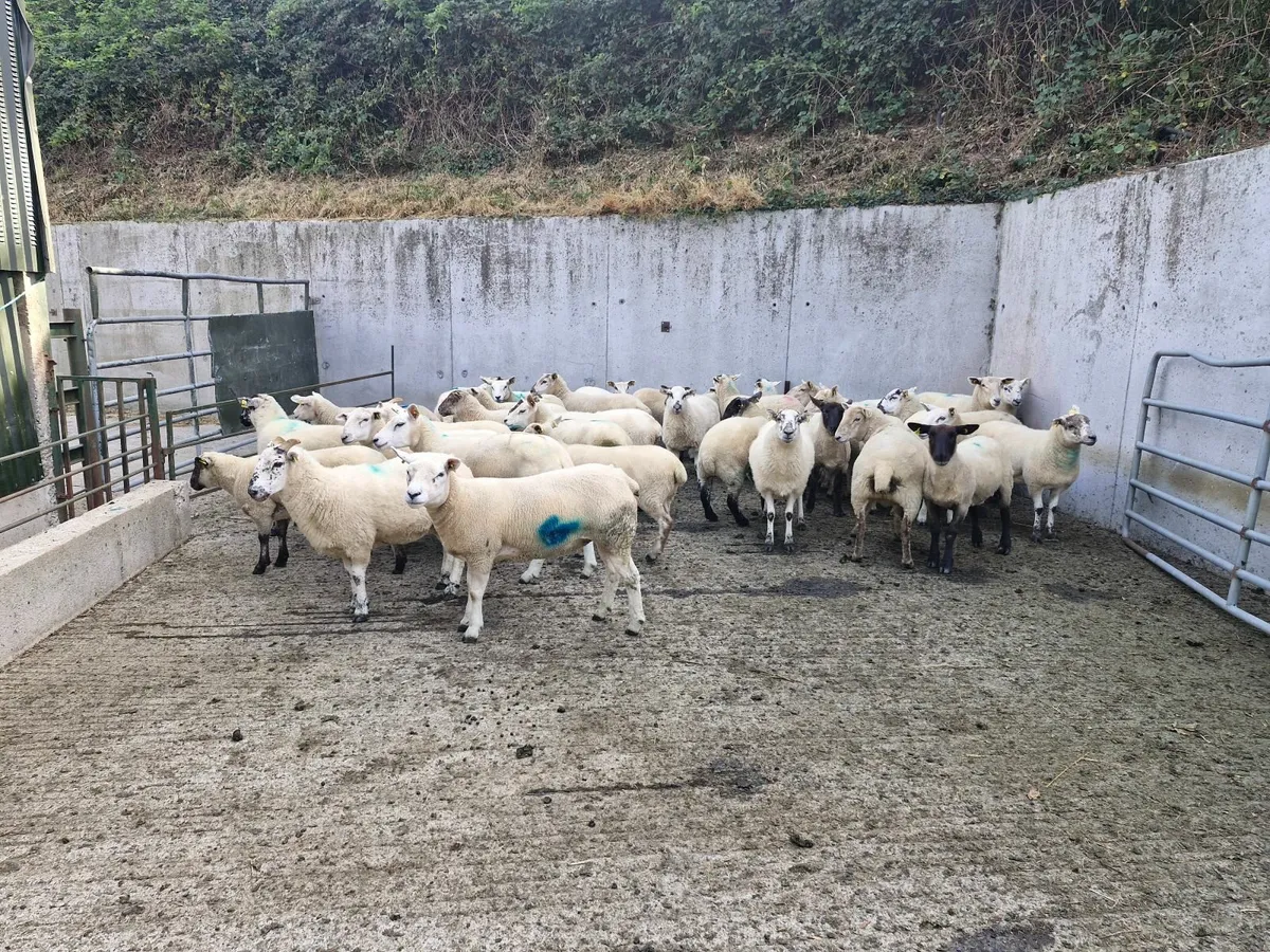 Sheep - Image 2
