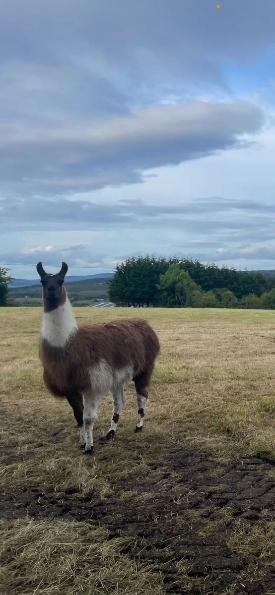 Llama - Image 1