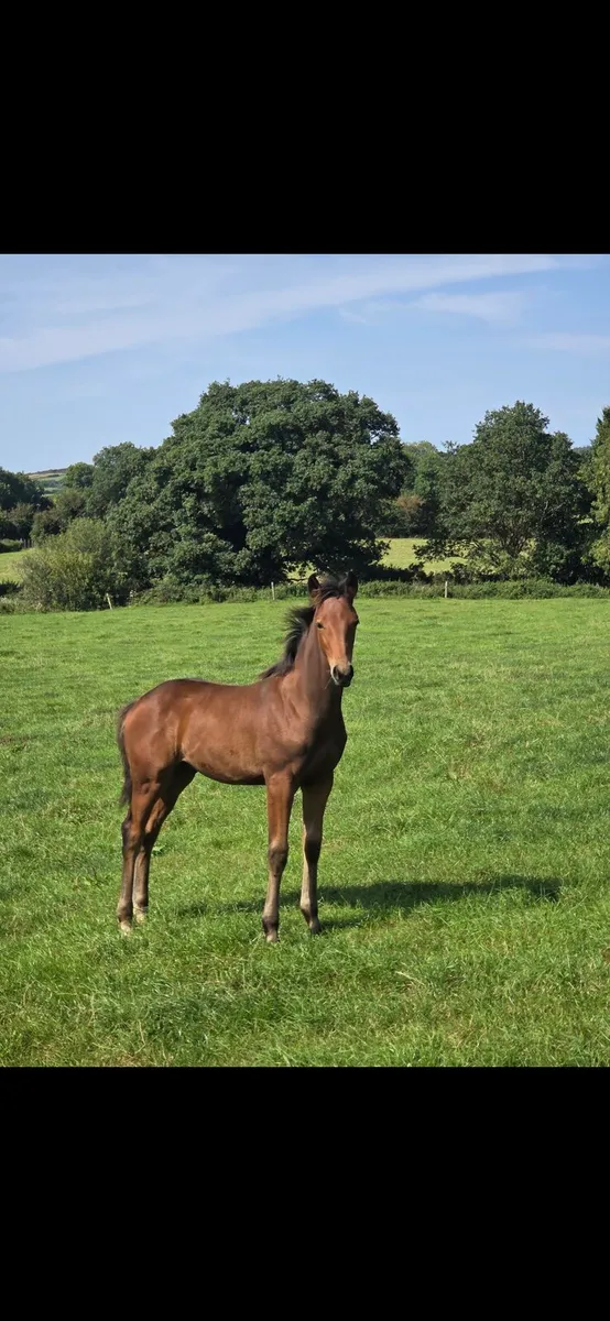 COLT FOAL by HHS CORNET - Image 1