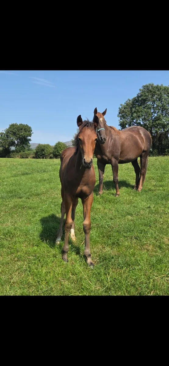 COLT FOAL by HHS CORNET - Image 2