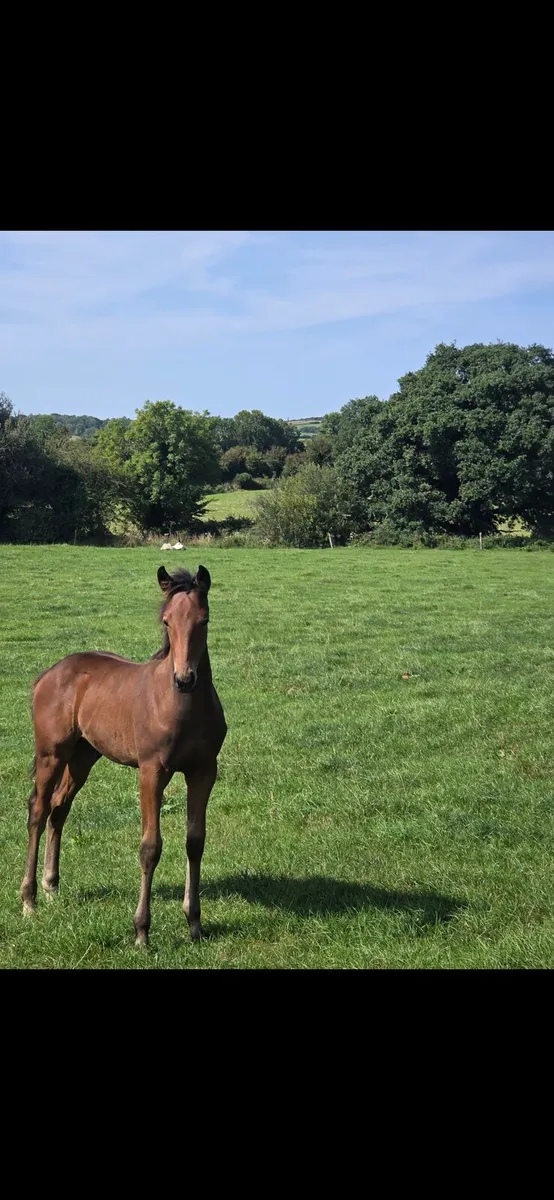 COLT FOAL by HHS CORNET - Image 3