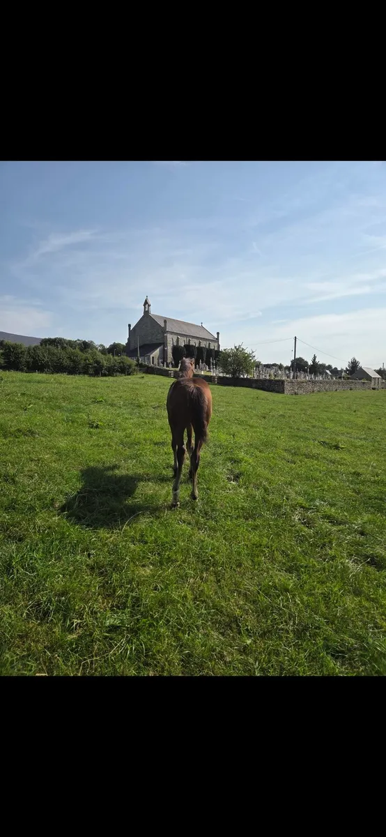 COLT FOAL by HHS CORNET - Image 4