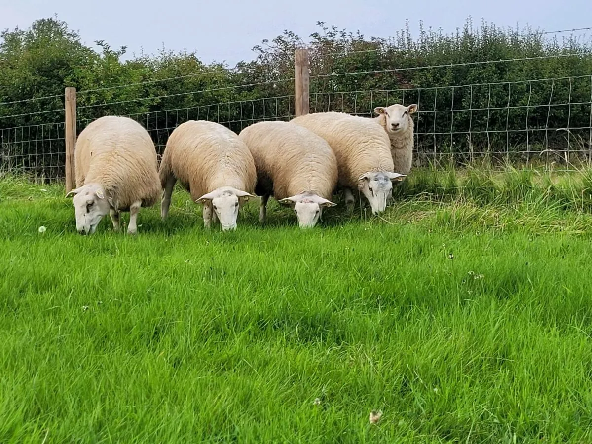 Belclare Pedigree Rams - Image 1