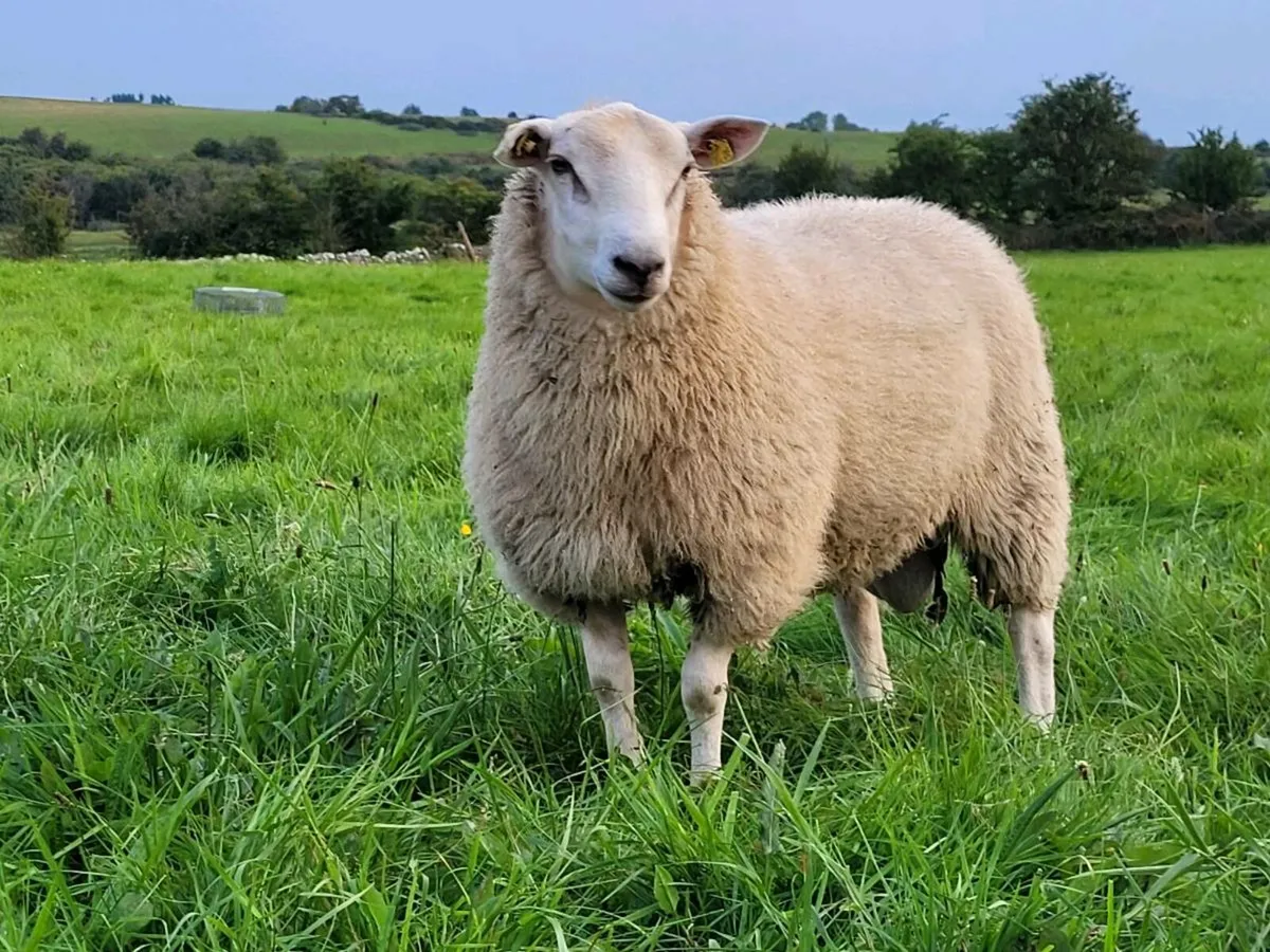 Belclare Pedigree Rams - Image 2