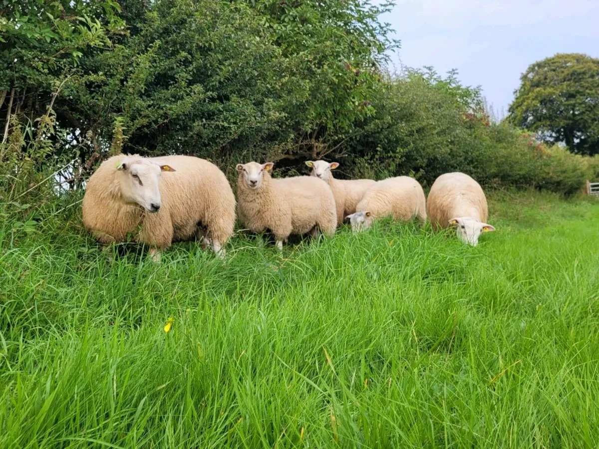 Belclare Pedigree Rams - Image 3